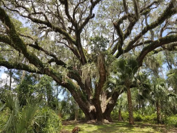 Lake Griffin State Park Campground