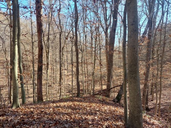 Trail of Tears State Park Backpacking Campsite